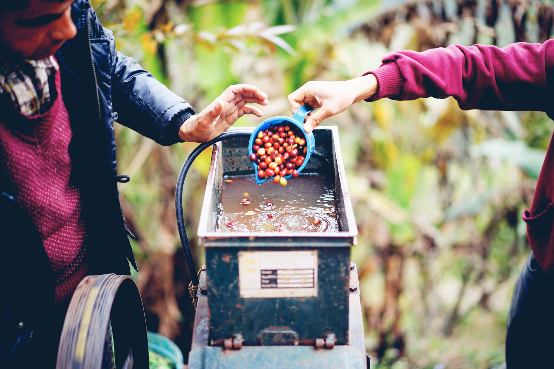 オーガニックコーヒー